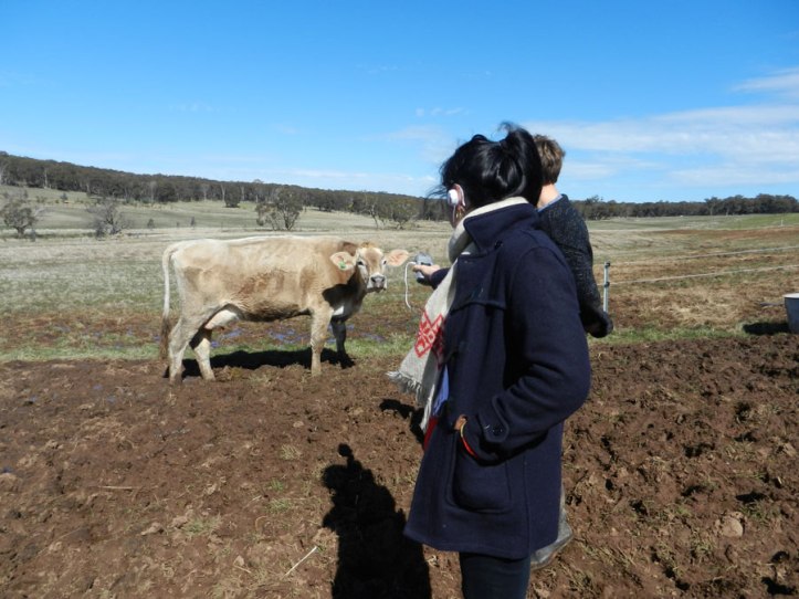 interviewing_the_cow